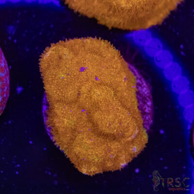 Watermelon Psammocora D03