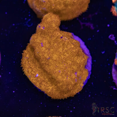 Watermelon Psammocora D05