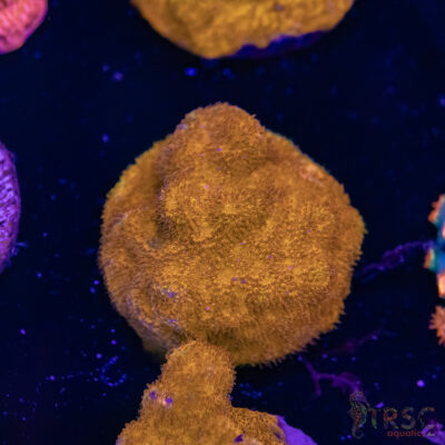 Watermelon Psammocora D06