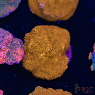 Watermelon Psammocora D09