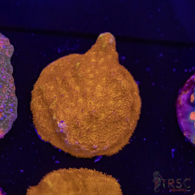 Watermelon Psammocora D10