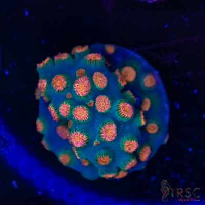 Meteor Shower Cyphastrea E02