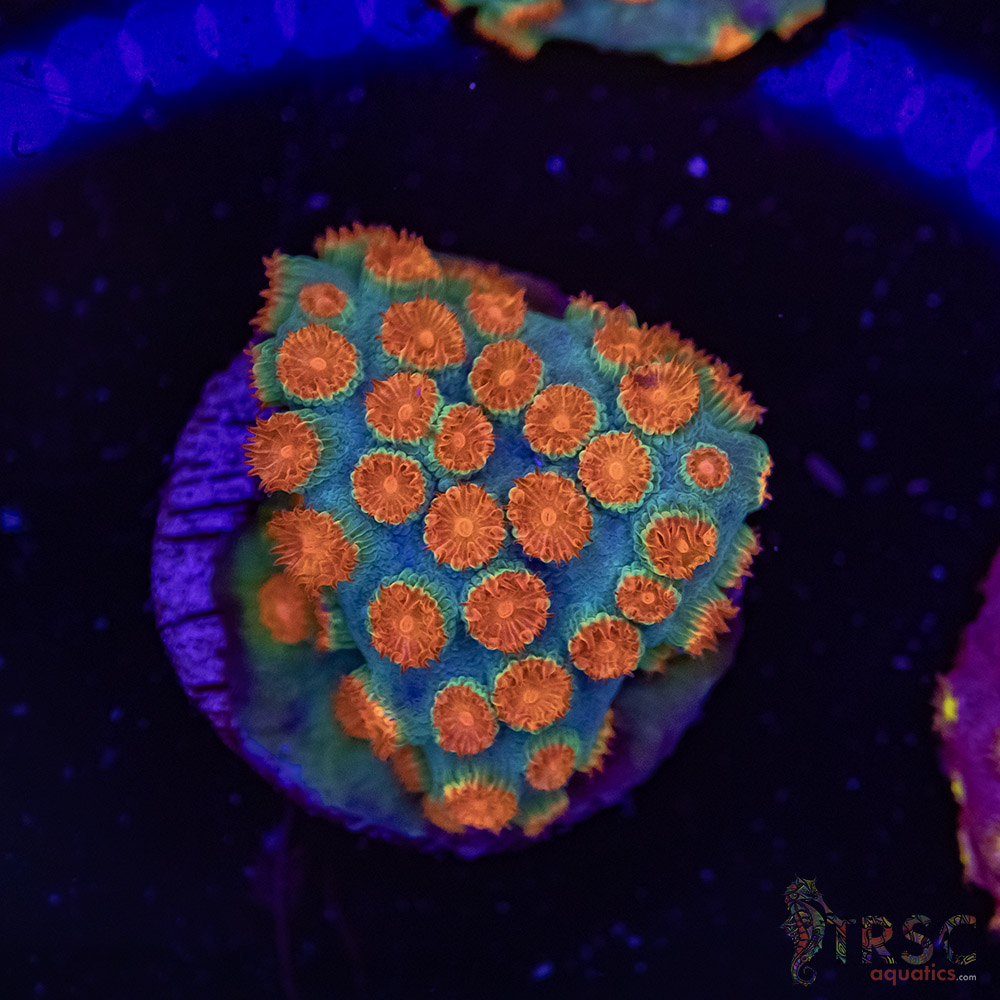 Meteor Shower Cyphastrea E03 3 Meteor Shower Cyphastrea E03