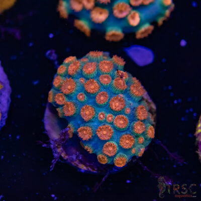 Meteor Shower Cyphastrea E05