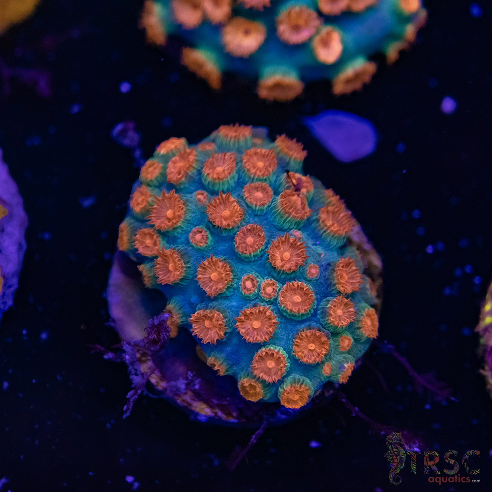 Meteor Shower Cyphastrea E05 3 Meteor Shower Cyphastrea E05