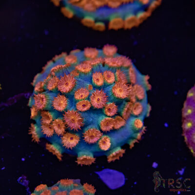 Meteor Shower Cyphastrea E06