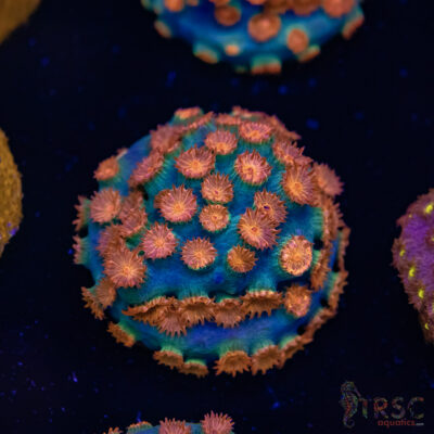 Meteor Shower Cyphastrea E07