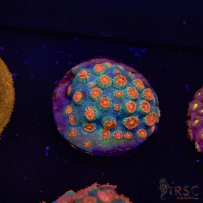 Meteor Shower Cyphastrea E10