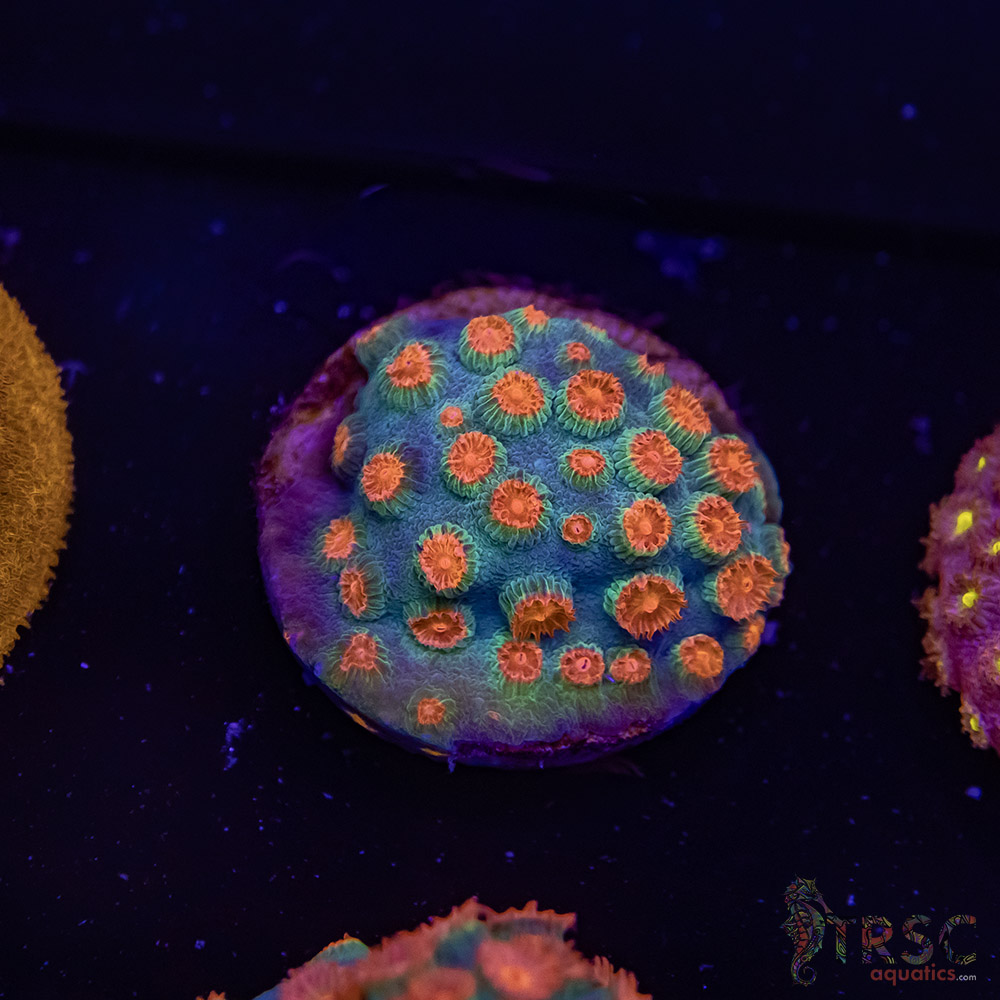 Meteor Shower Cyphastrea E10 3 Meteor Shower Cyphastrea E10