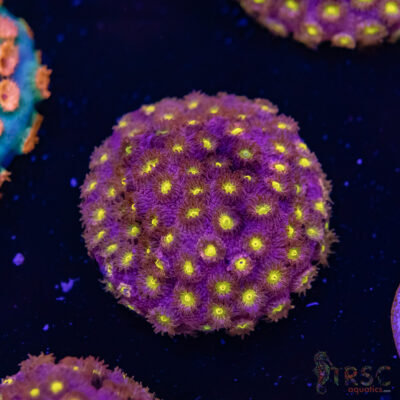 Bling Bling Cyphastrea F01