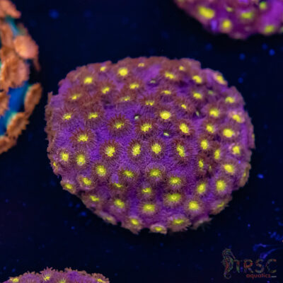 Bling Bling Cyphastrea F02