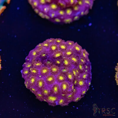 Bling Bling Cyphastrea F03