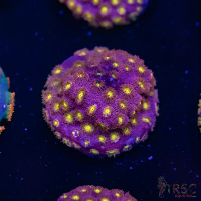 Bling Bling Cyphastrea F04