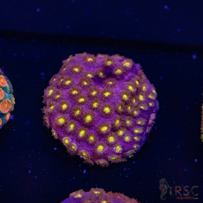 Bling Bling Cyphastrea F05