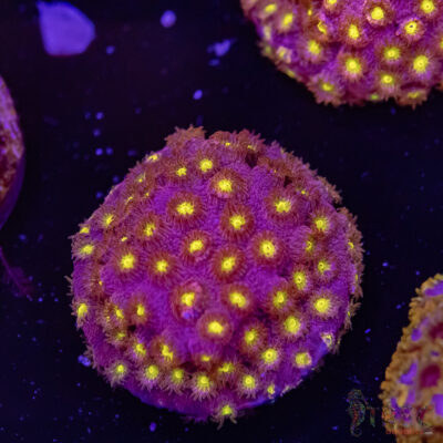 Bling Bling Cyphastrea F06