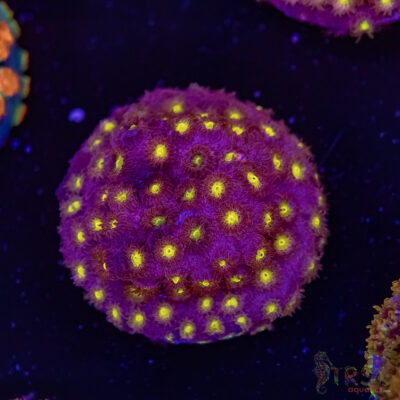 Bling Bling Cyphastrea F07