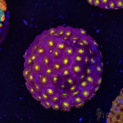 Bling Bling Cyphastrea F08