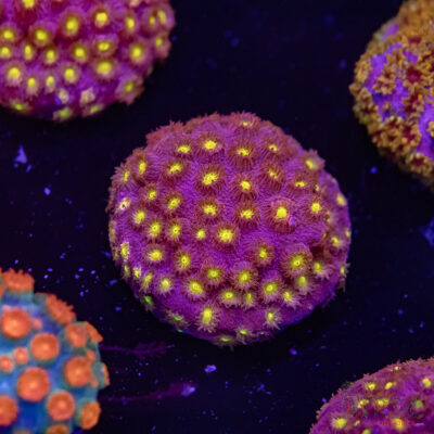 Bling Bling Cyphastrea F09