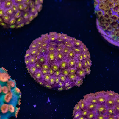 Bling Bling Cyphastrea F10