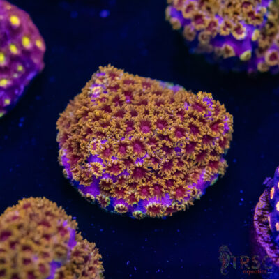 Skittles Bomb Cyphastrea G02