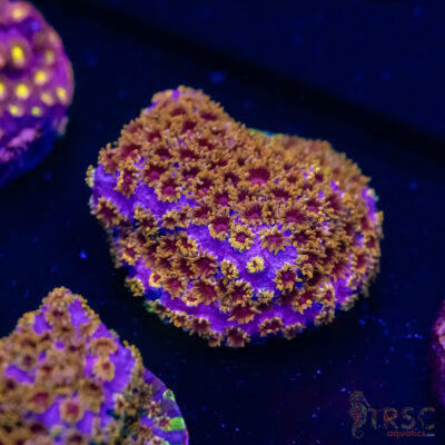 Skittles Bomb Cyphastrea G03