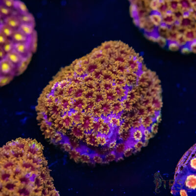 Skittles Bomb Cyphastrea G04