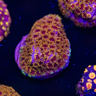 Skittles Bomb Cyphastrea G05