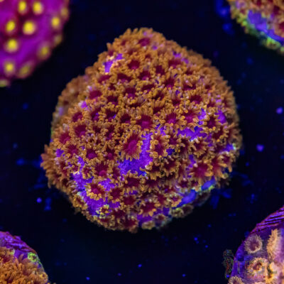 Skittles Bomb Cyphastrea G07