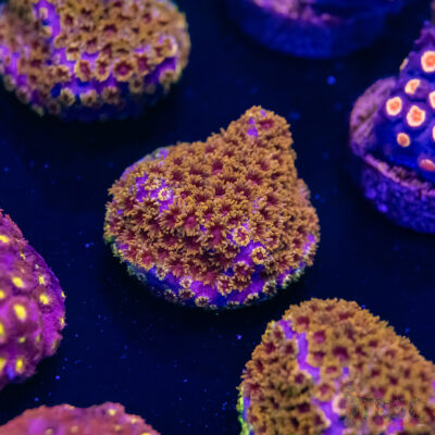 Skittles Bomb Cyphastrea G08