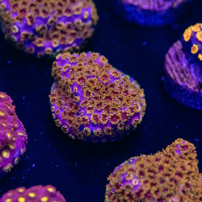 Skittles Bomb Cyphastrea G09