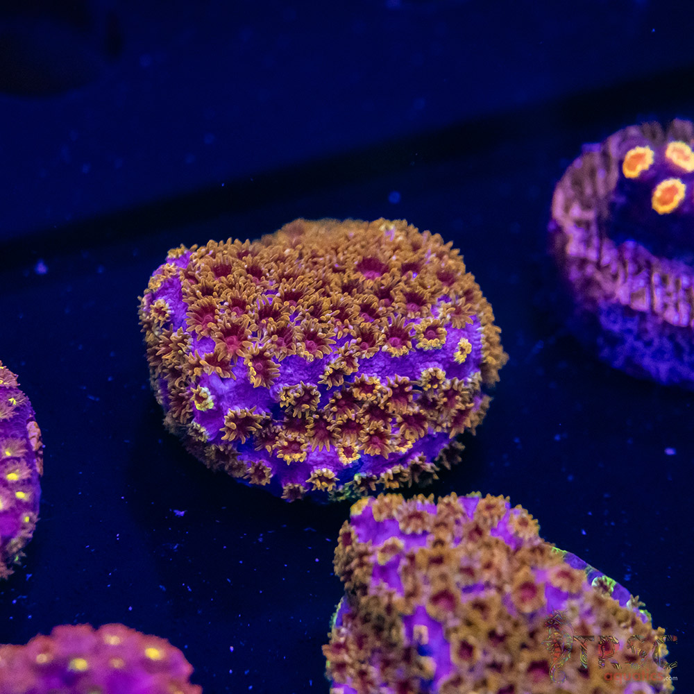 Skittles Bomb Cyphastrea G10 3 Skittles Bomb Cyphastrea G10