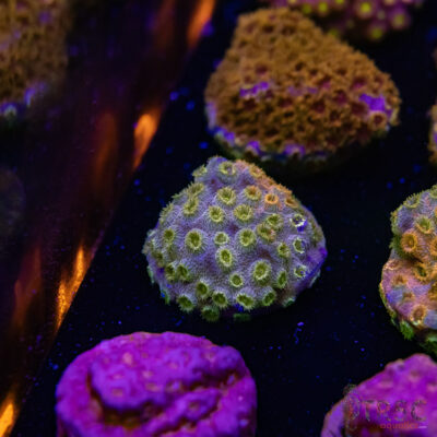 Grafted Cyphastrea H01