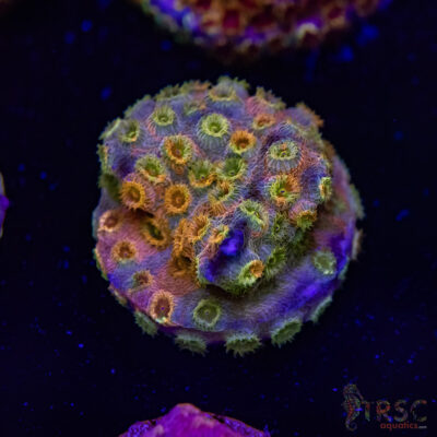 Grafted Cyphastrea H02