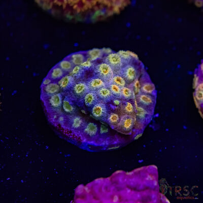 Grafted Cyphastrea H03