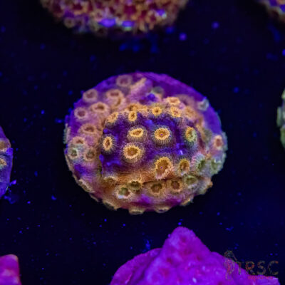 Grafted Cyphastrea H04