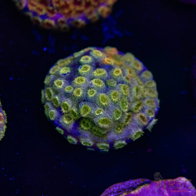 Grafted Cyphastrea H05