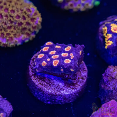 Bizarro Cyphastrea H08