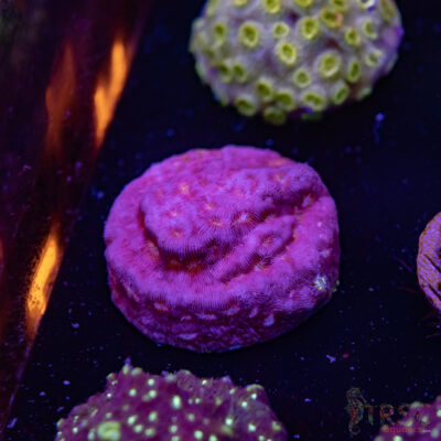 Klepto Leptoseris I01