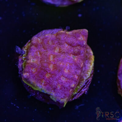 Klepto Leptoseris I03