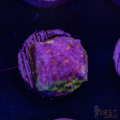 Klepto Leptoseris I06