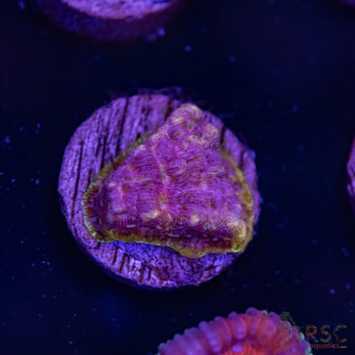 Klepto Leptoseris I07