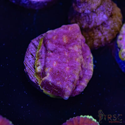 Klepto Leptoseris I08