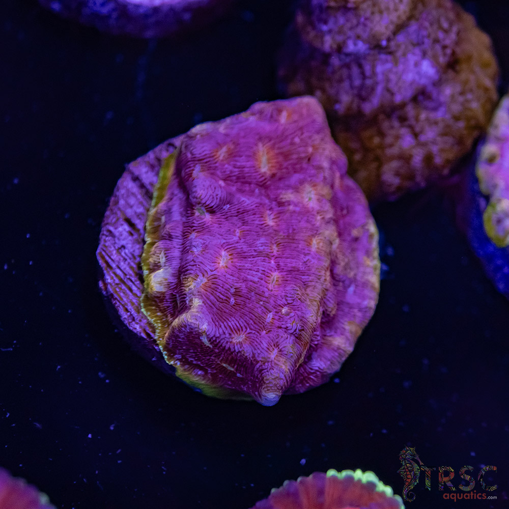 Klepto Leptoseris I08 3 Klepto Leptoseris I08