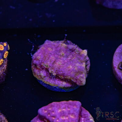 Klepto Leptoseris I10