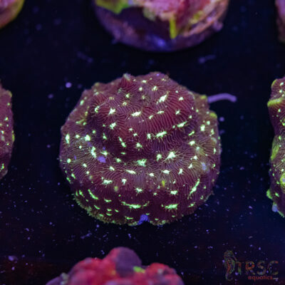 Midnight Princess Leptoseris J03