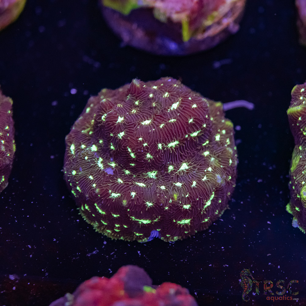 Midnight Princess Leptoseris J03 3 Midnight Princess Leptoseris J03