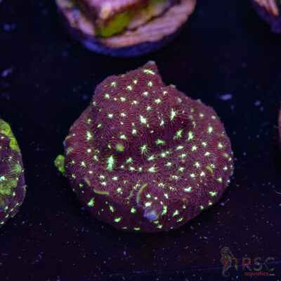 Midnight Princess Leptoseris J05