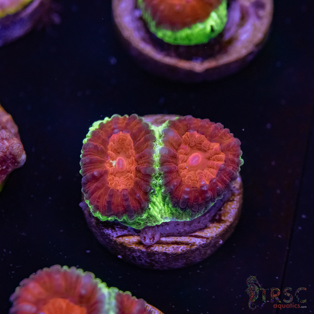 Christmas Favia J08 3 Christmas Favia J08