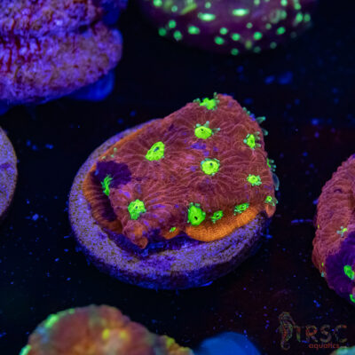 War and Peace Favia K02