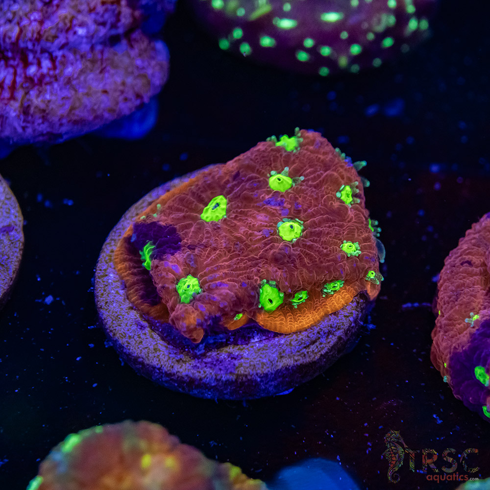 War and Peace Favia K02 3 War and Peace Favia K02